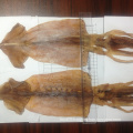 dried equatorial squid wholesale china supply